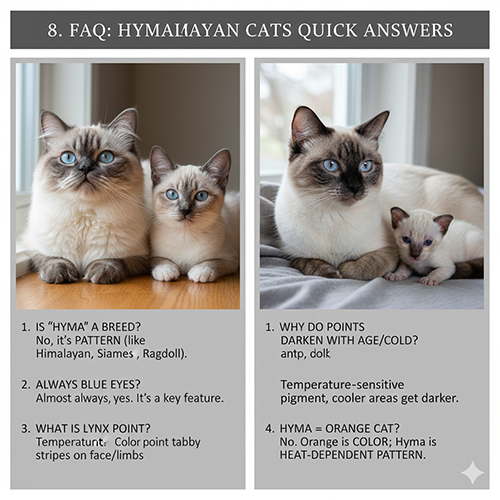 Giải đáp các câu hỏi thường gặp về mèo Hyma color point cho người mới nuôi