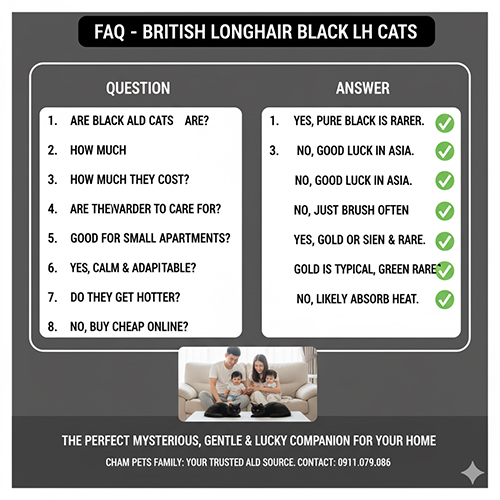 Câu hỏi thường gặp về mèo Anh lông dài đen – giải đáp chi tiết giá, tính cách, phong thủy và cách chăm sóc British Longhair Black