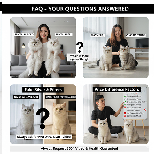 Bốn khung ảnh minh họa các câu hỏi thường gặp về mèo Anh silver và silver tabby: so sánh silver shaded vs shell, mackerel vs classic tabby, màu sai do filter và yếu tố ảnh hưởng giá.