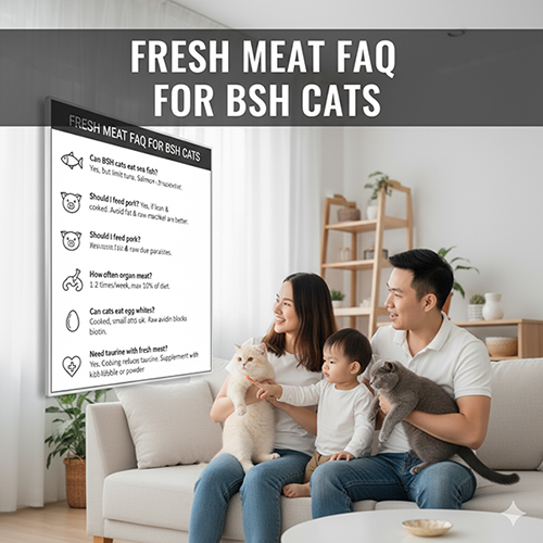 Gia đình cho mèo Anh lông ngắn ăn trong phòng khách, phía sau có bảng FAQ giải đáp về thịt tươi cho mèo