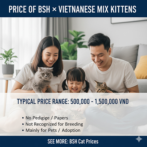 Gia đình Việt cùng mèo Anh lông ngắn và mèo ta lai, minh họa bài viết về giá bán mèo con lai giữa hai giống