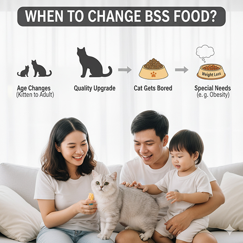 Gia đình vui vẻ chơi với mèo Anh lông ngắn màu xám bạc, minh họa thời điểm nên đổi thức ăn cho mèo