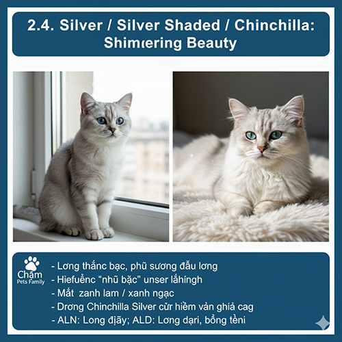 Hai chú mèo Anh màu silver và chinchilla ngồi bên cửa sổ, bộ lông trắng bạc ánh sáng phản chiếu lấp lánh, mắt xanh lam nổi bật