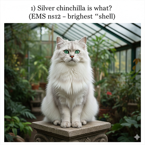 Mèo Silver Chinchilla ns12 shell sáng nền lông trắng bạc chóp lông đen mỏng