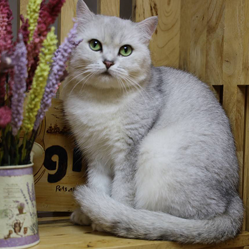 Mèo Silver màu bạc với nền lông sáng, mắt xanh lục, dáng ngồi điềm tĩnh