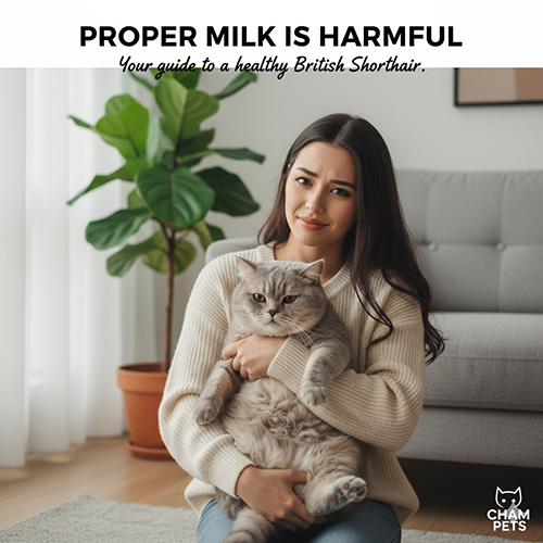 Mèo Anh lông ngắn được chủ bế trên tay, biểu cảm lo lắng khi nghe rằng sữa thông thường có thể gây hại cho mèo.