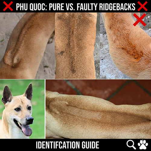 ảnh so sánh xoáy lưng chó Phú Quốc thuần với các dạng xoáy lỗi và xoáy giả thường gặp ở chó lai