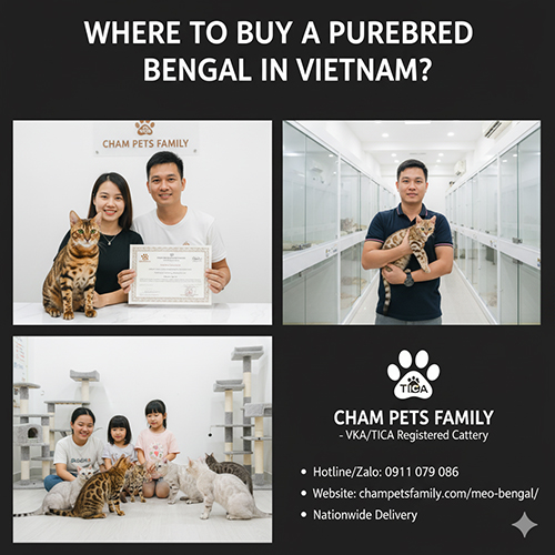 Trại Cham Pets Family tại Việt Nam – nơi bán mèo Bengal thuần chủng có giấy VKA/TICA và bảo hành sức khỏe rõ ràng