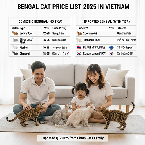 Bảng giá mèo Bengal 2025 tại Việt Nam – so sánh giữa mèo sinh trong nước và mèo nhập có giấy TICA
