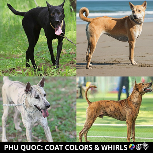 bộ sưu tập hình chó Phú Quốc thuần chủng đủ màu gồm đen tuyền, vàng lửa, vện cọp và trắng