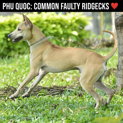 Các dạng lỗi xoáy ở chó Phú Quốc như xoáy ngắn, xoáy lệch, xoáy đứt đoạn hoặc không xoáy