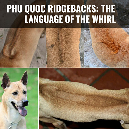 Các loại xoáy lưng chó Phú Quốc nhìn gần, thể hiện rõ dải lông mọc ngược đặc trưng của giống chó xoáy hiếm 🐕🌀