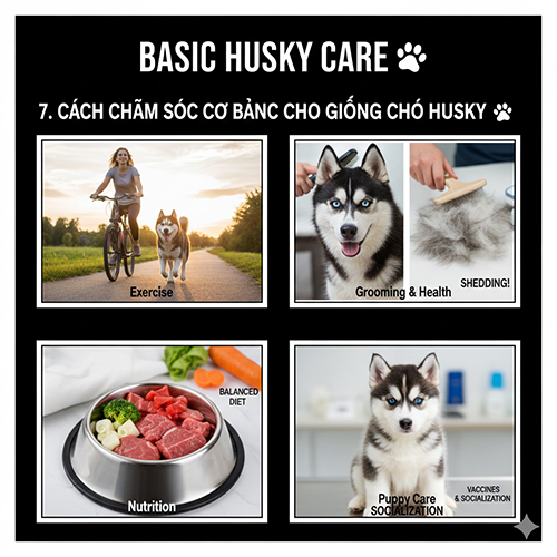 Bộ ảnh chăm sóc Husky gồm vận động, chải lông, dinh dưỡng và chăm sóc chó con