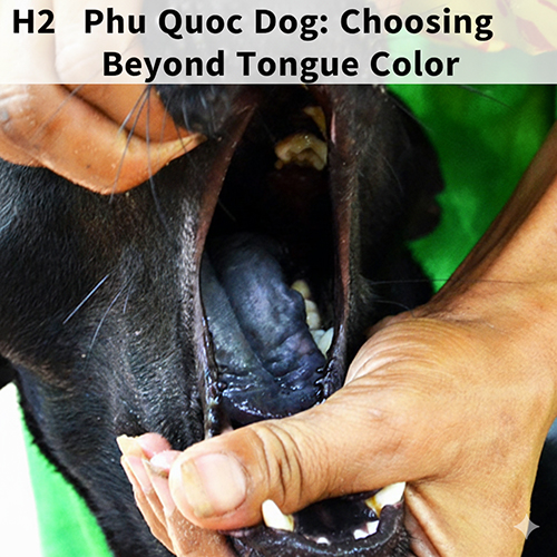 Cận cảnh người mở miệng chó Phú Quốc để kiểm tra sắc tố lưỡi đen khi chọn mua