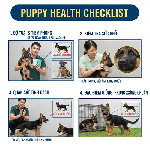 Cách kiểm tra chó Becgie con trước khi đặt cọc – sức khỏe, tính cách và đặc điểm giống