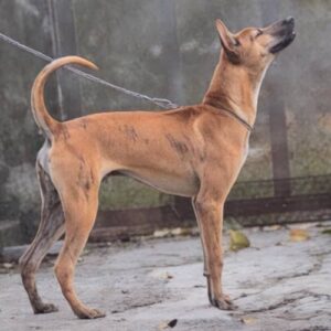 Chó Phú Quốc thuần chủng với dáng đứng săn chắc xoáy lưng rõ ràng