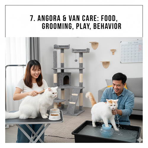 cap doi dang cham soc meo Angora va Turkish Van tai nha voi viec cham long va cho nghich nuoc