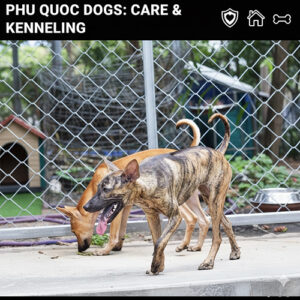 Chó Phú Quốc trong khu chuồng trại tiêu chuẩn – hướng dẫn nuôi và chăm sóc đúng cách