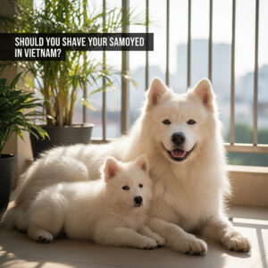 Cạo lông chó Samoyed trong khí hậu Việt Nam có nên hay không