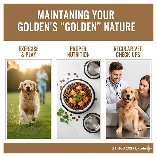 Ba yếu tố chăm sóc Golden thuần chủng: vận động, dinh dưỡng và khám thú y định kỳ