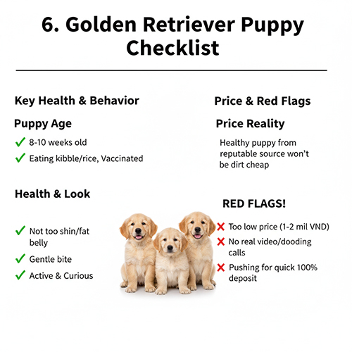 Checklist sức khỏe và giá cần kiểm tra khi mua chó Golden con, cảnh ba chú cún Golden ngồi cạnh bảng lưu ý dấu hiệu cảnh báo