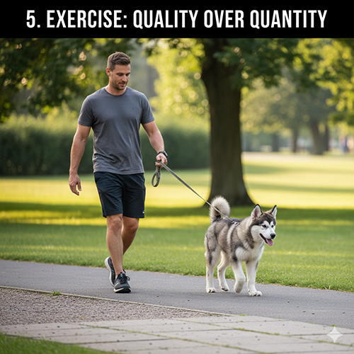 Chó Alaska 3–6 tháng tuổi vận động vừa đủ để dựng form xương khớp