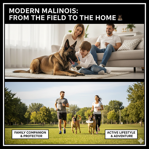 Chó Béc Bỉ Malinois chơi với gia đình trong phòng khách và chạy bộ ngoài công viên