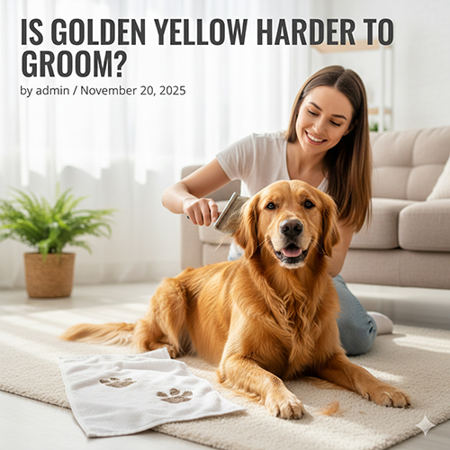 Chó Golden Retriever màu vàng đang được chải lông trong phòng khách, cô gái ngồi cạnh chăm sóc nhẹ nhàng