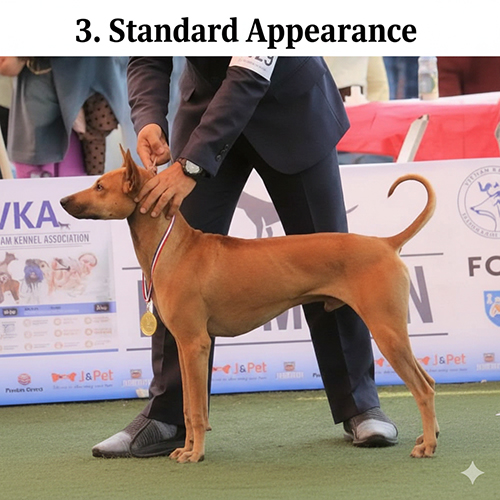 Chó Phú Quốc xoáy lưng dáng đứng chuẩn ngoài sân dogshow, đeo huy chương vàng bên người handler 🐕🦺
