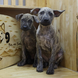 Chó Phú Quốc con 0–12 tháng tuổi, vóc dáng săn chắc, lông vện, ánh mắt cảnh giác trong không gian nuôi trong nhà