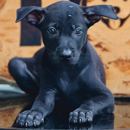 Chó Phú Quốc con màu đen, dáng ngồi thẳng, bụng gọn cho thấy chế độ ăn phù hợp theo từng tháng tuổi