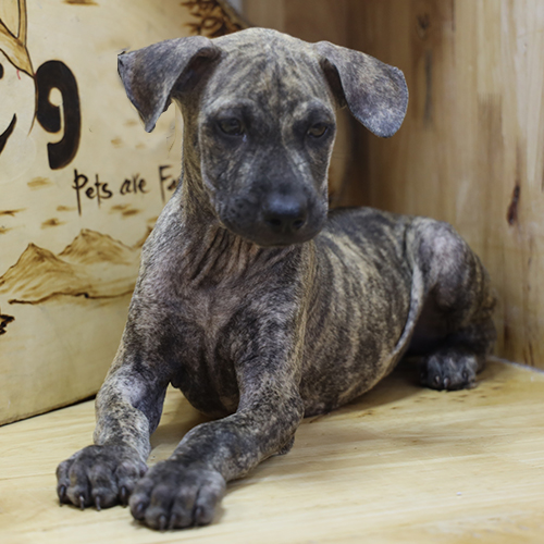 Chó Phú Quốc con với ánh mắt sắc, lông vện, dáng ngồi cảnh giác thể hiện bản năng chó săn từ nhỏ