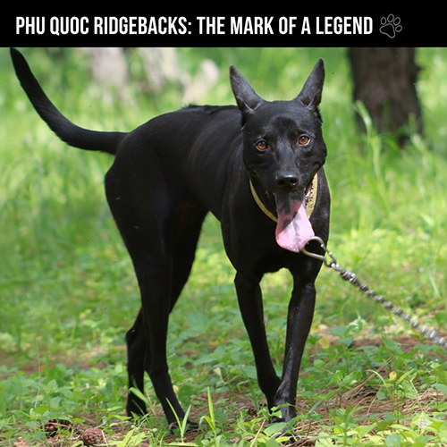 Chó Phú Quốc đen đen tuyền đang đi dạo trên nền cỏ xanh, dáng thể thao và cảnh giác