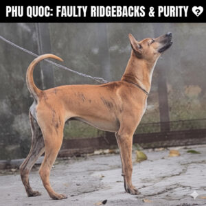 Chó Phú Quốc không xoáy và lỗi xoáy có được xem là thuần chủng không