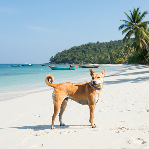 Chó Phú Quốc đứng trên bãi biển cát trắng với hàng dừa và thuyền đánh cá phía xa, thể hiện dải lông xoáy đặc trưng trên lưng