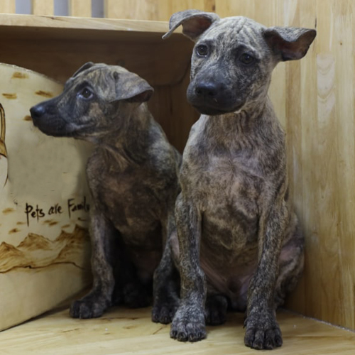 Hai chó Phú Quốc con màu vện ngồi trong chuồng gỗ, dáng ngoan và hơi rụt rè