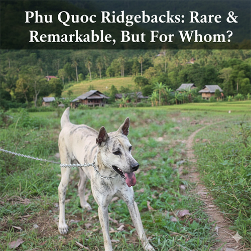 Chó Phú Quốc trắng bạch hổ đứng ngoài trời, thân hình săn chắc, lông sáng màu hiếm