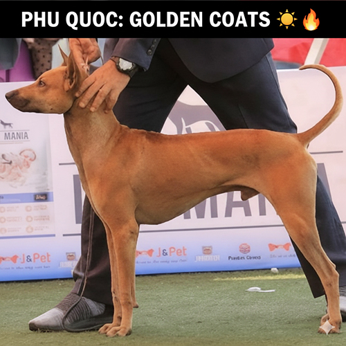 Chó Phú Quốc vàng lửa đứng dáng chuẩn trong sân show, thân hình thon gọn và săn chắc