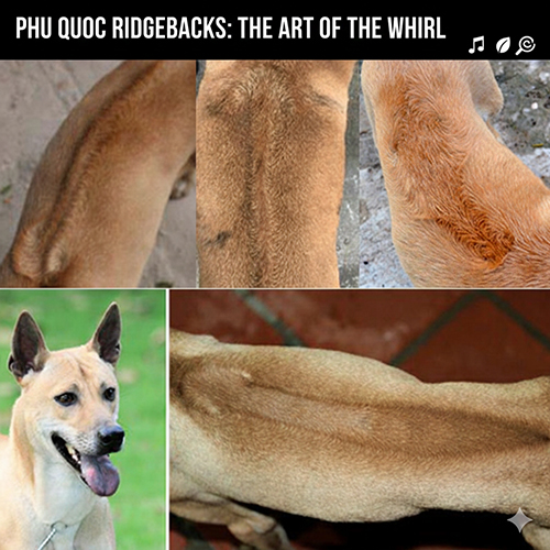 Tổng hợp các dạng xoáy lưng chó Phú Quốc qua nhiều góc chụp khác nhau