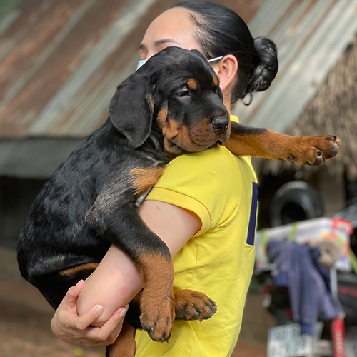 Bé chó Rottweiler đen vàng đực được bế trên tay, mặt hiền, chân to chắc