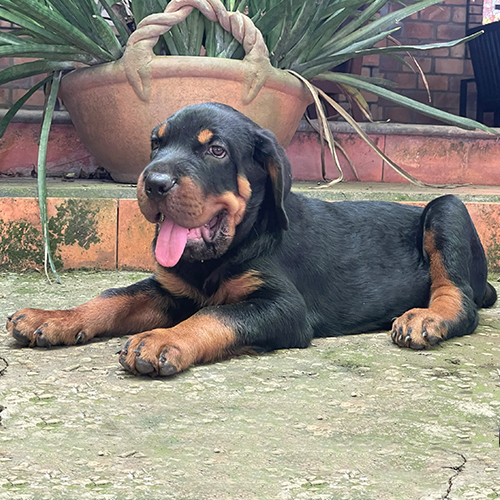 Bé chó Rottweiler đen vàng đực nằm thư giãn, thè lưỡi, nhìn camera