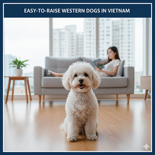 Chó Tây dễ nuôi tại Việt Nam – Chú chó Poodle nhỏ ngồi giữa phòng khách sáng sủa, phía sau là người phụ nữ đang đọc sách trên sofa.