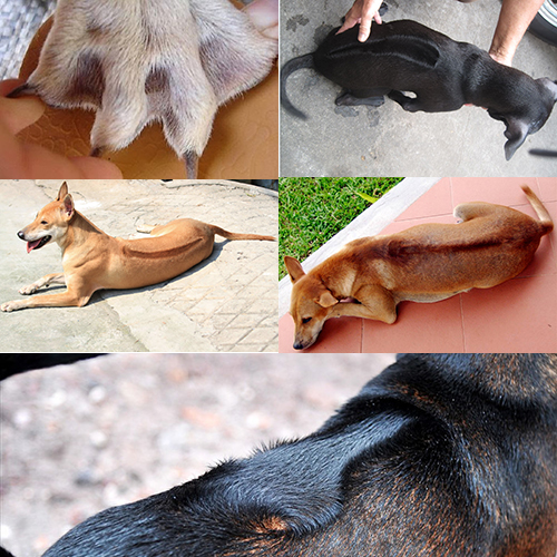 Tổng hợp các kiểu xoáy lưng, xoáy mông trên chó Phú Quốc và chó ta, minh họa chó xoáy là gì và khác lông dựng vì “nổi da gà” 🐶