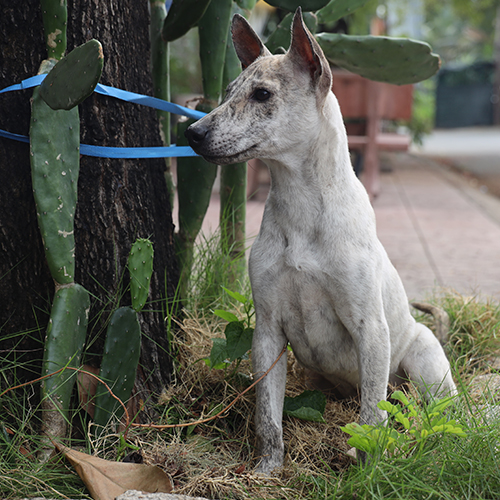 Chó Phú Quốc con màu sáng ngồi ngoài vườn, dáng cảnh giác thể hiện nguồn nuôi và môi trường sống ổn định