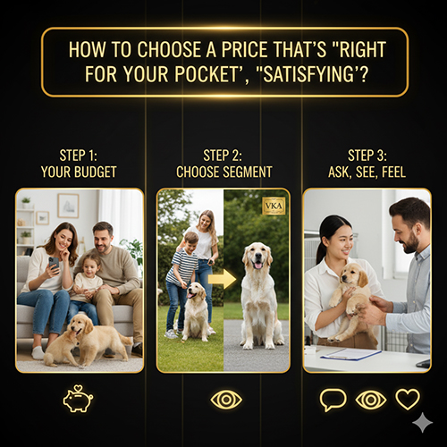 Ảnh infographic 3 bước chọn giá chó Golden Retriever phù hợp: xác định ngân sách, chọn phân khúc và hỏi – xem – cảm trước khi chốt mua.