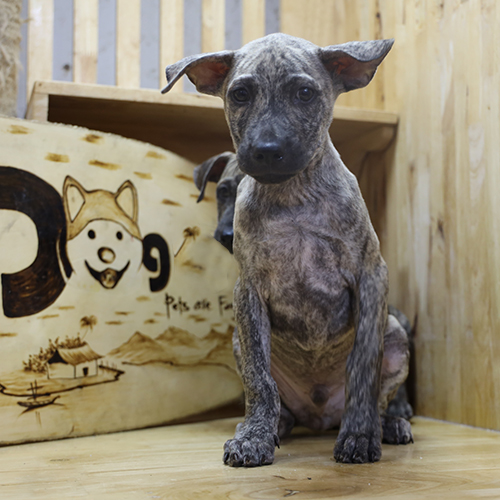 Chó Phú Quốc con lông vện ngồi trong không gian gỗ, ánh mắt hiền nhưng cảnh giác, phù hợp môi trường nuôi tự nhiên