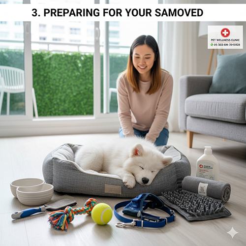 Chuẩn bị đồ dùng và không gian sống cho chó Samoyed trước khi về nhà