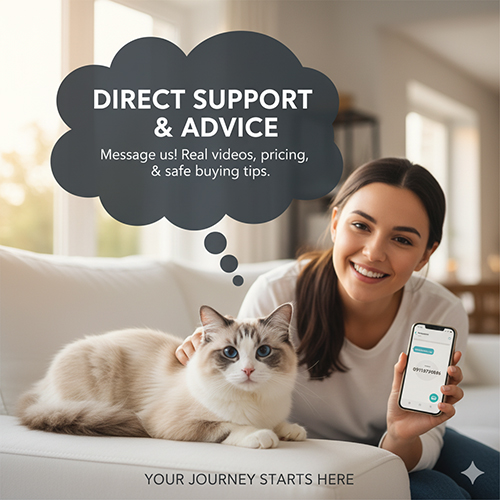 Ảnh cô gái đang vuốt mèo Ragdoll và cầm điện thoại, minh họa lời kêu gọi liên hệ để nhận video thật và tư vấn giá