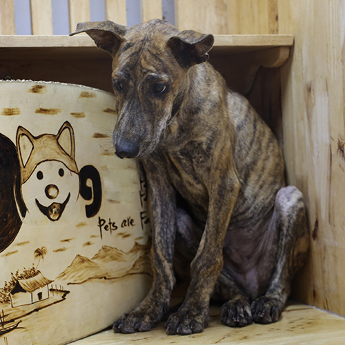 Chó Phú Quốc con lông vện ngồi trong chuồng gỗ, ánh mắt trầm tĩnh thể hiện sự phát triển bản năng theo từng giai đoạn