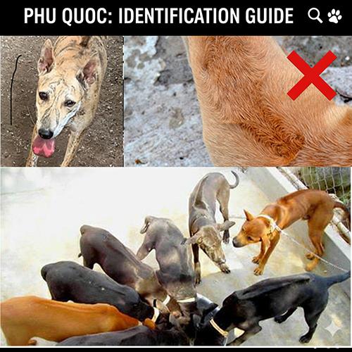 hình hướng dẫn đọc form chó Phú Quốc qua ảnh, so sánh xoáy chuẩn và xoáy lỗi từ nhiều góc chụp